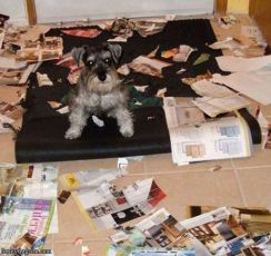 Comportementaliste Paris