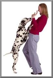 Comportementaliste Ile de France