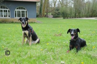 Cours collectifs chiens Haut de Seine