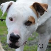 Dressage chien Paris