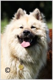 Dresseur canin région Parisienne