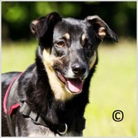 Dressage chiens Hauts de Seine