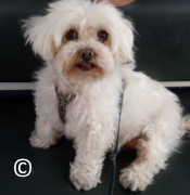 Cours collectifs chiens Paris